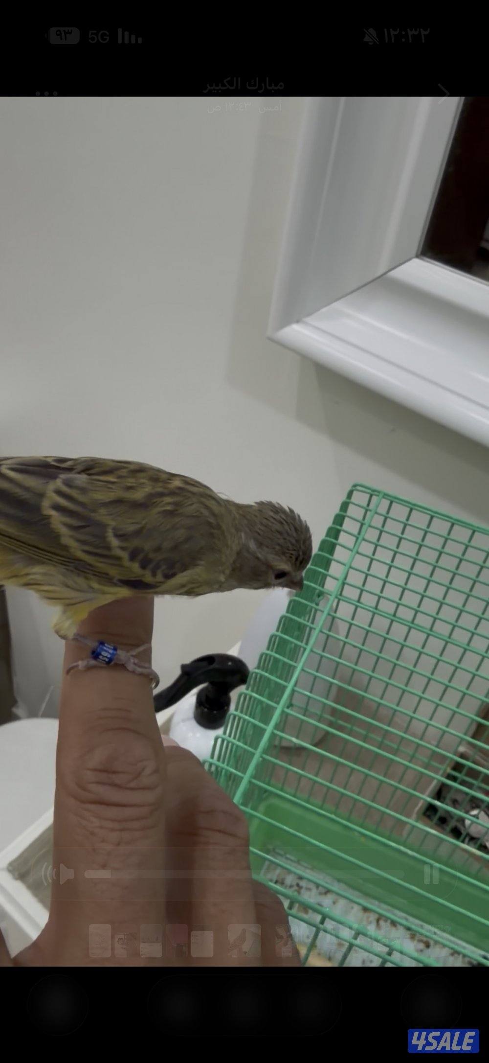 للبيع فرخ مكس ياسمين كناري1