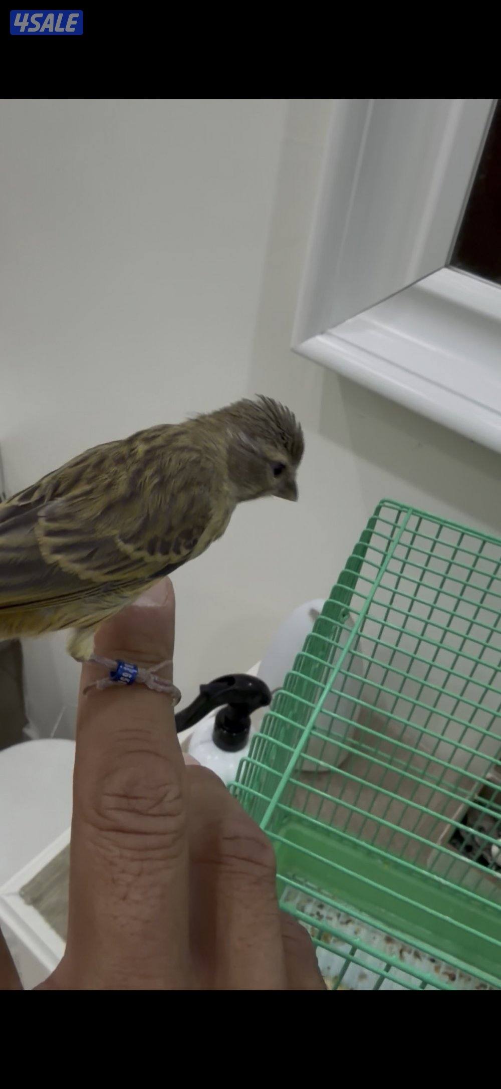 للبيع فرخ مكس ياسمين كناري2