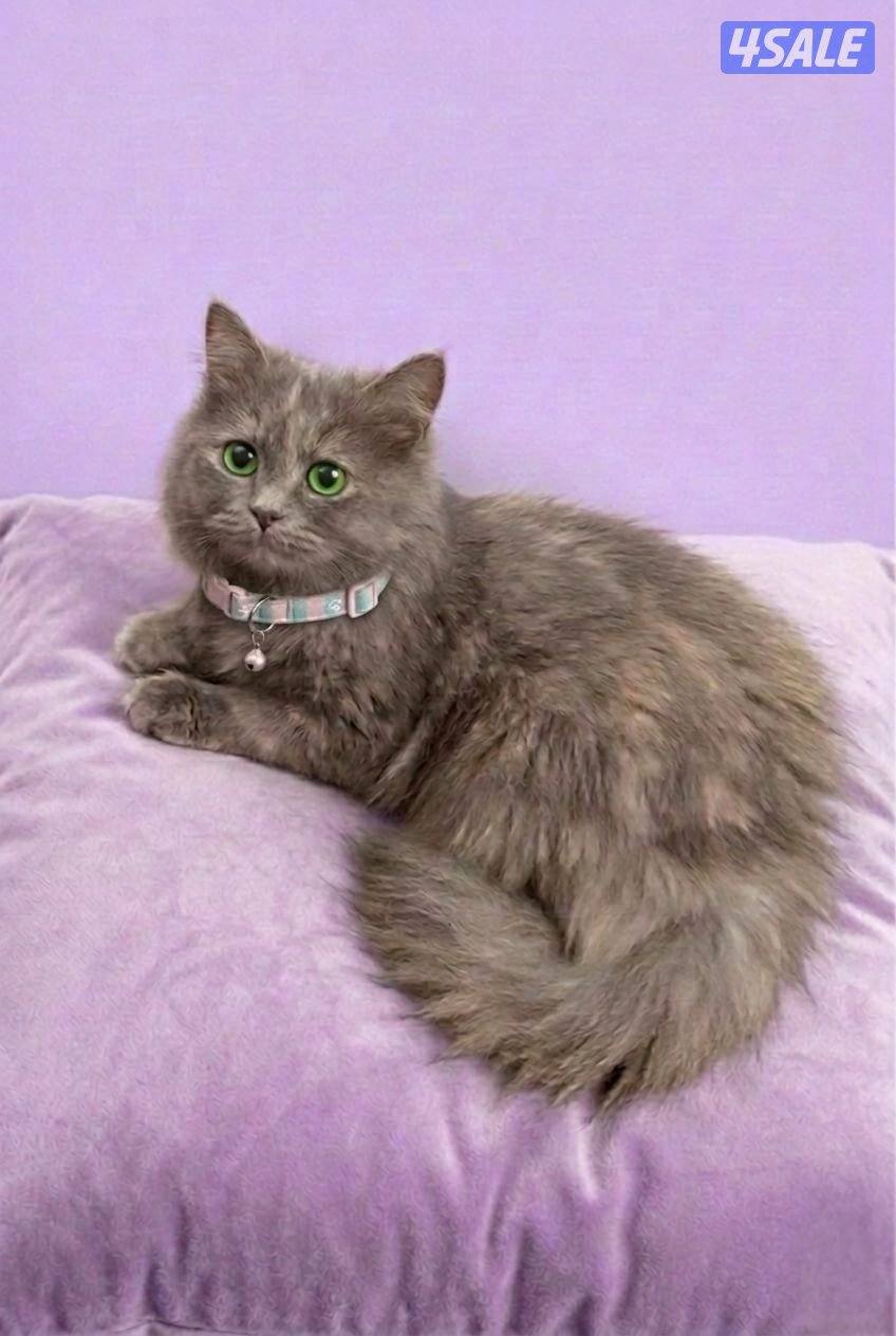قطة للتبني بريطاني مطعمBritish long hair for adoption cat0