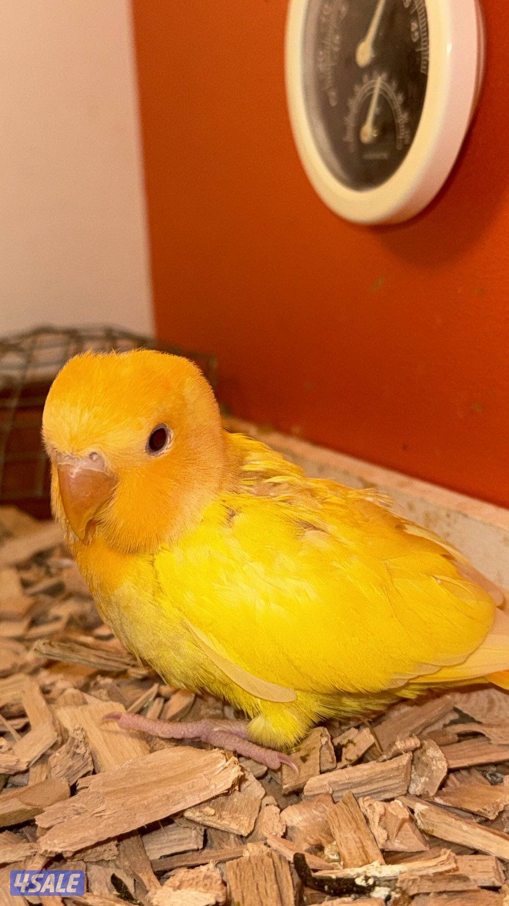 فروخ لوف بيرد4