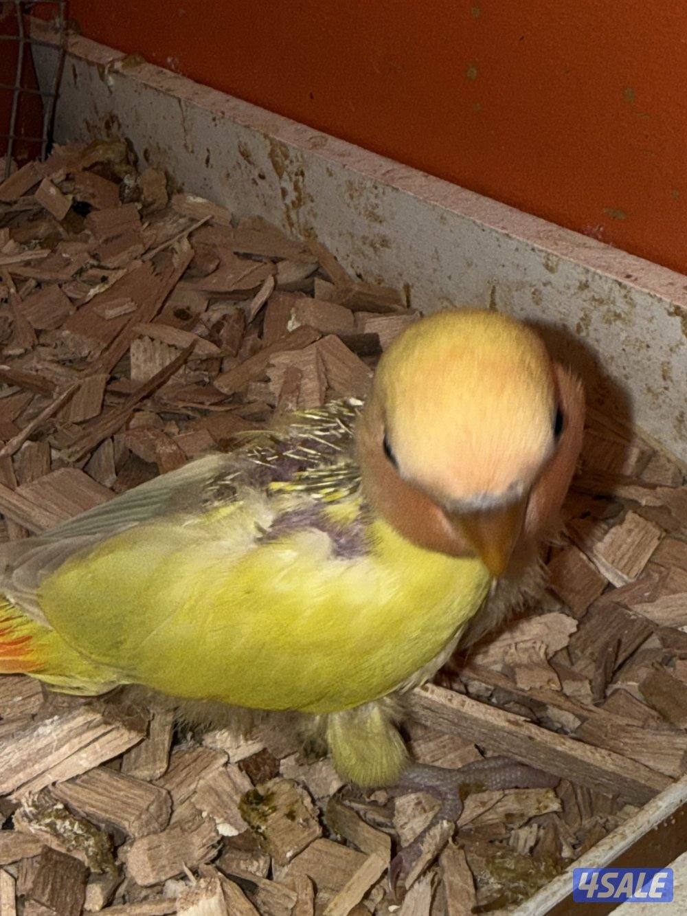 فروخ لوف بيرد5