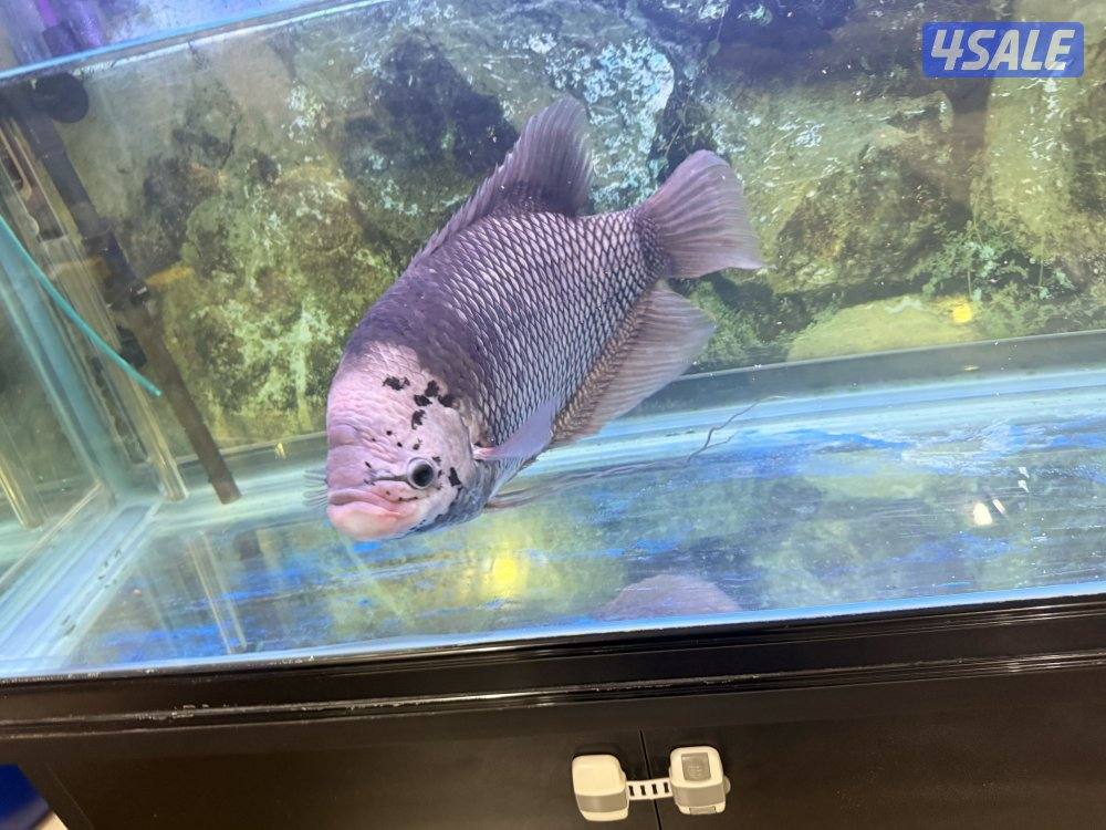 جورامي بصحه ممتازه  جدا (Giant Gourami)0