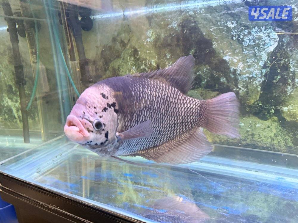 جورامي بصحه ممتازه  جدا (Giant Gourami)1