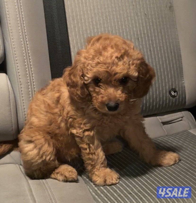 جلب توي بودل نثيه العمر شهرين بيور امه او ابوه من أوكرانيا مع اغراضه0