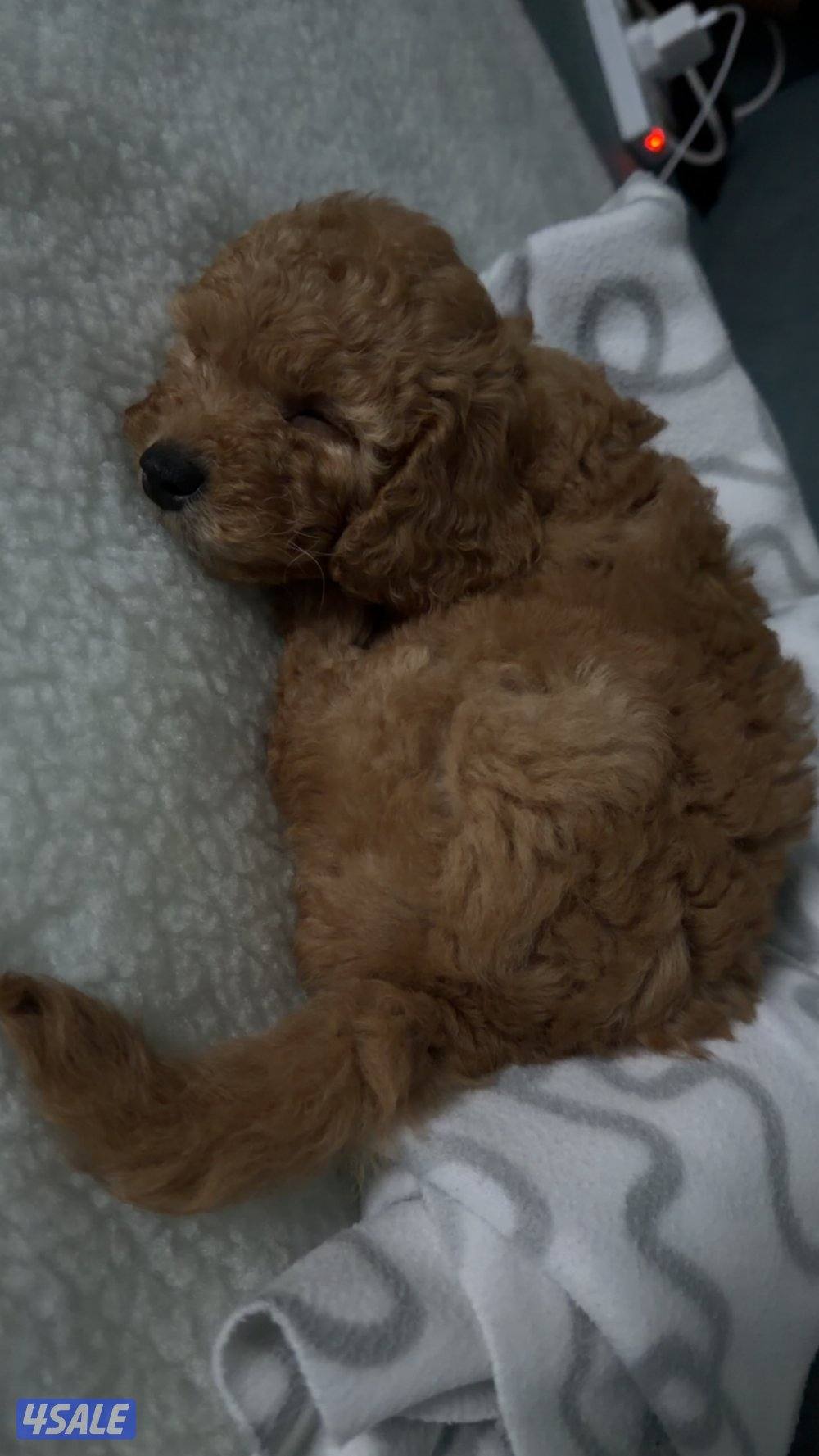 جلب توي بودل نثيه العمر شهرين بيور امه او ابوه من أوكرانيا مع اغراضه1