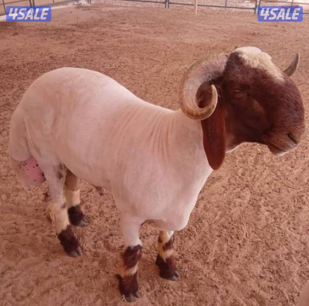 نشتري غنم ومعزا العدد مفتوح ودفع كاش0