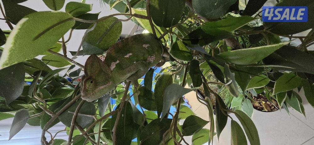 قرية الحرباء1