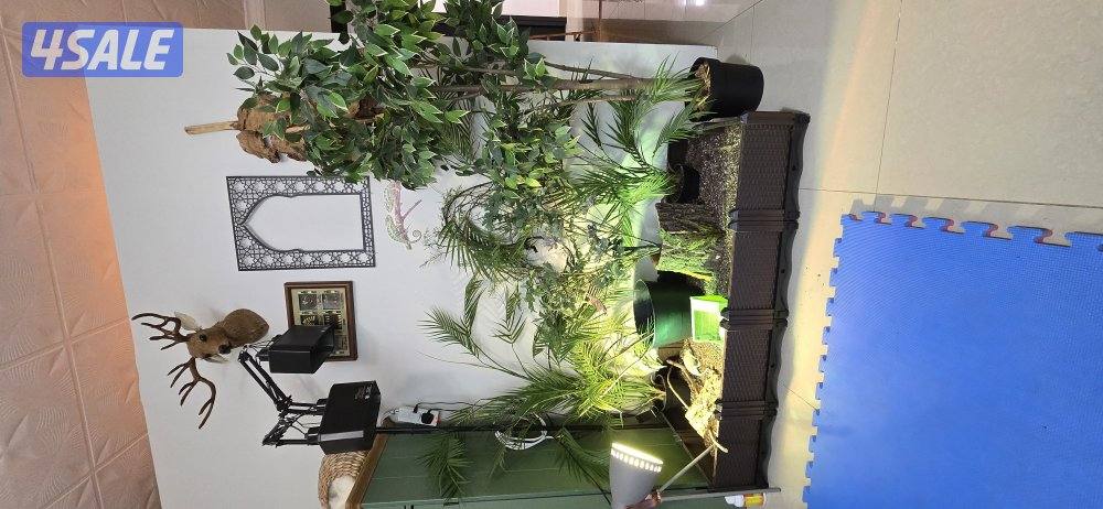 قرية الحرباء0