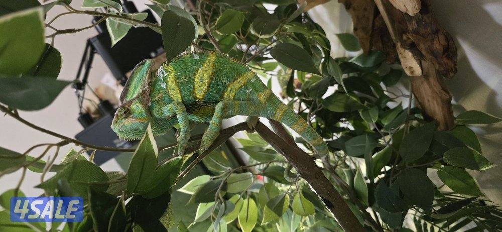 قرية الحرباء2