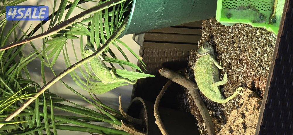 قرية الحرباء3