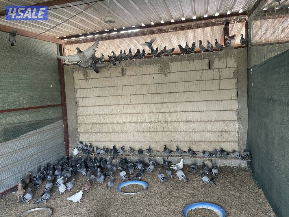 للبيع حمام0