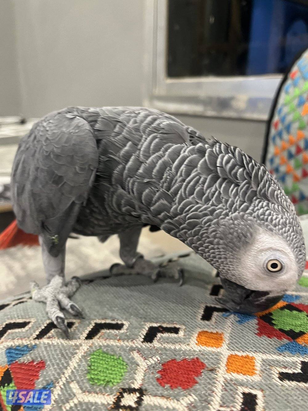 للبيع كاسكو يتكلم ويرقص ومايطير وينحاش متدرب صح تطلعه برا ومايطير بعيد0