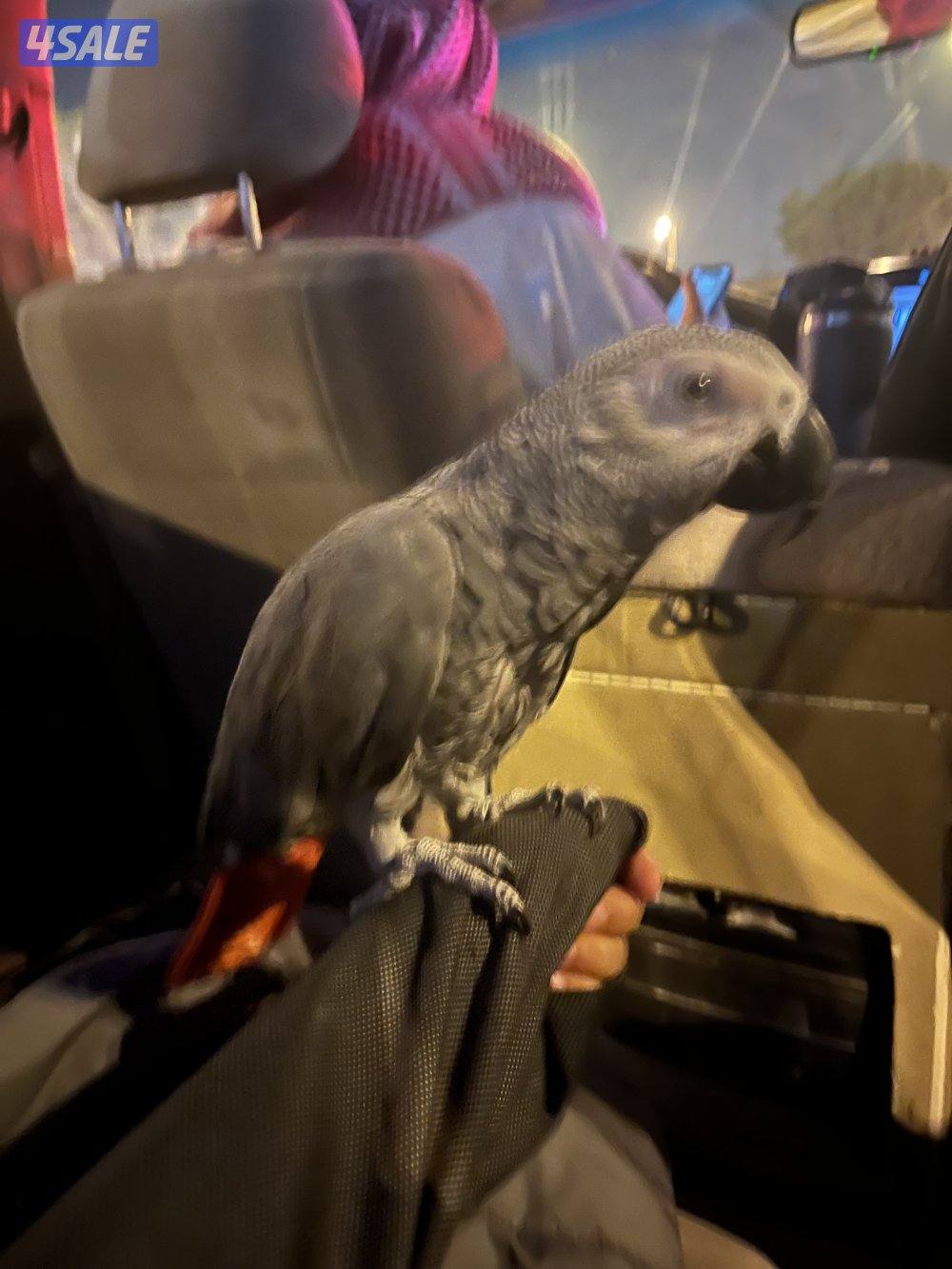 للبيع كاسكو يتكلم ويرقص ومايطير وينحاش متدرب صح تطلعه برا ومايطير بعيد1