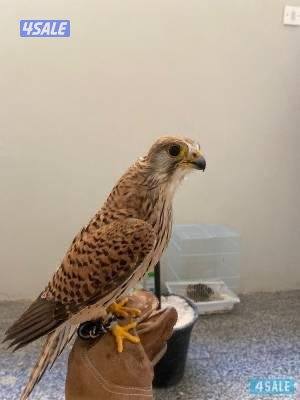 حميميجج توصيل0