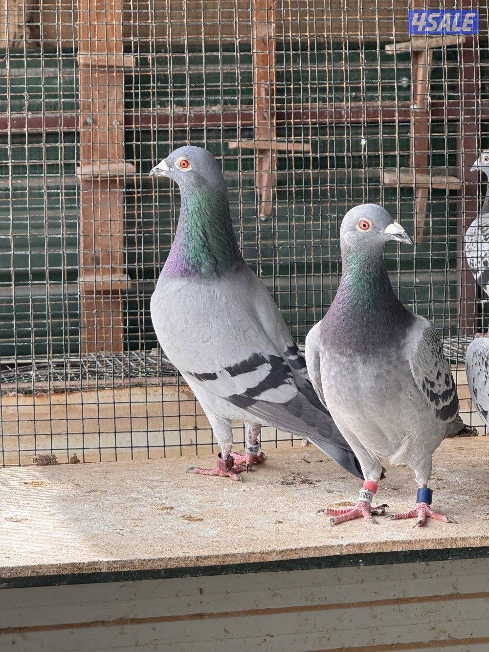 للبيع حمام زاجل سباق0