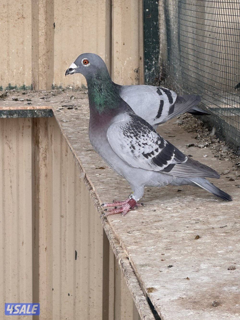 للبيع حمام زاجل سباق1