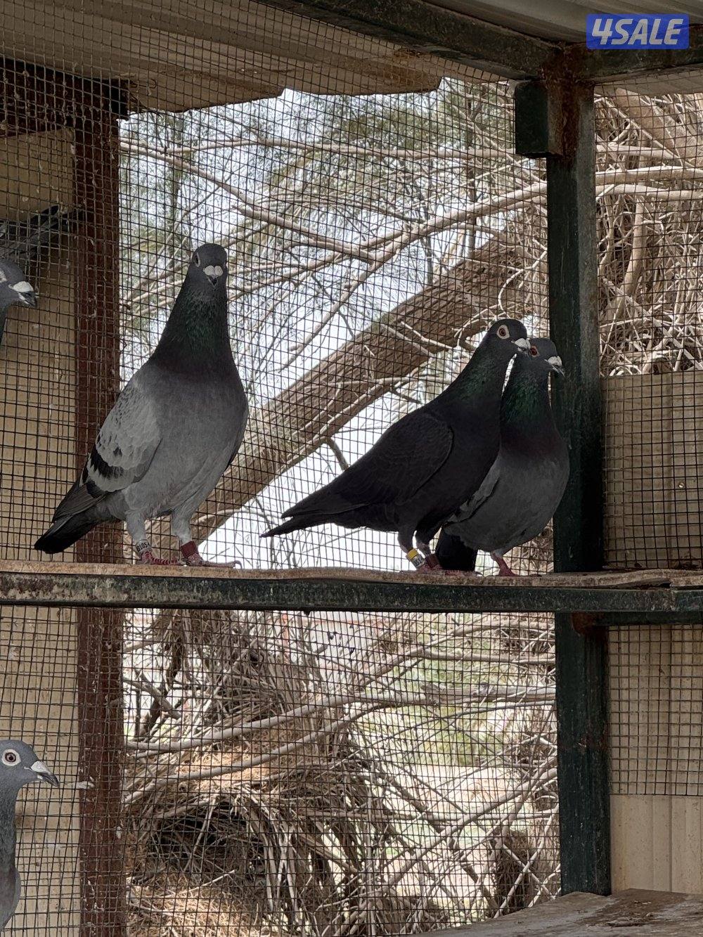 للبيع حمام زاجل سباق2