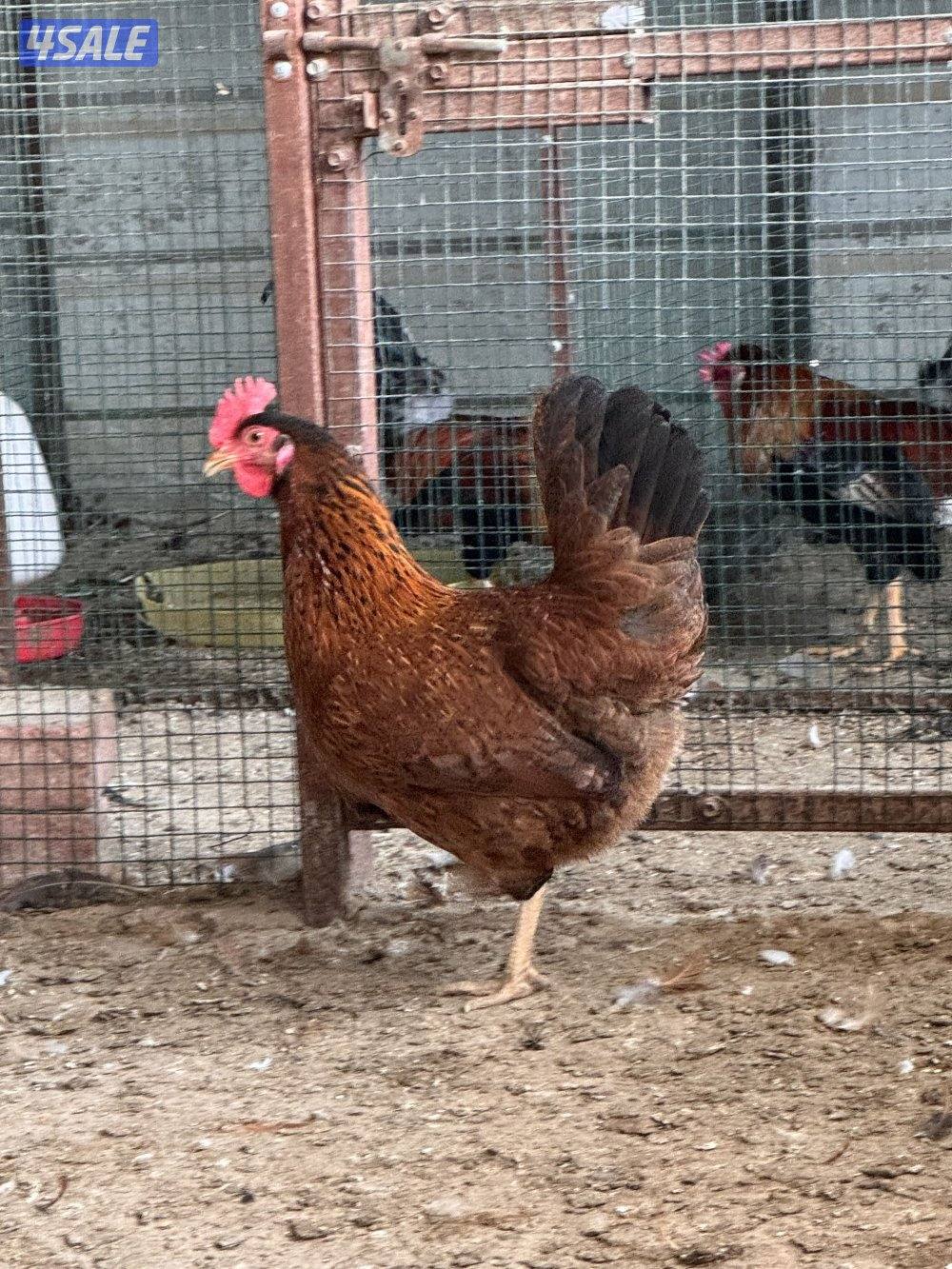 دجاج تراكيب احجام طيبه شبب1