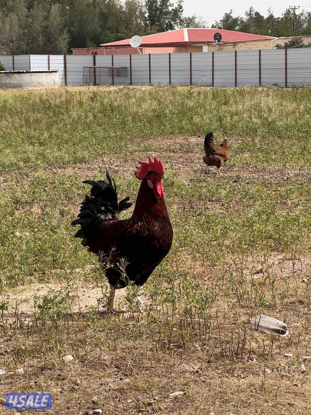 دجاج تراكيب احجام طيبه شبب2