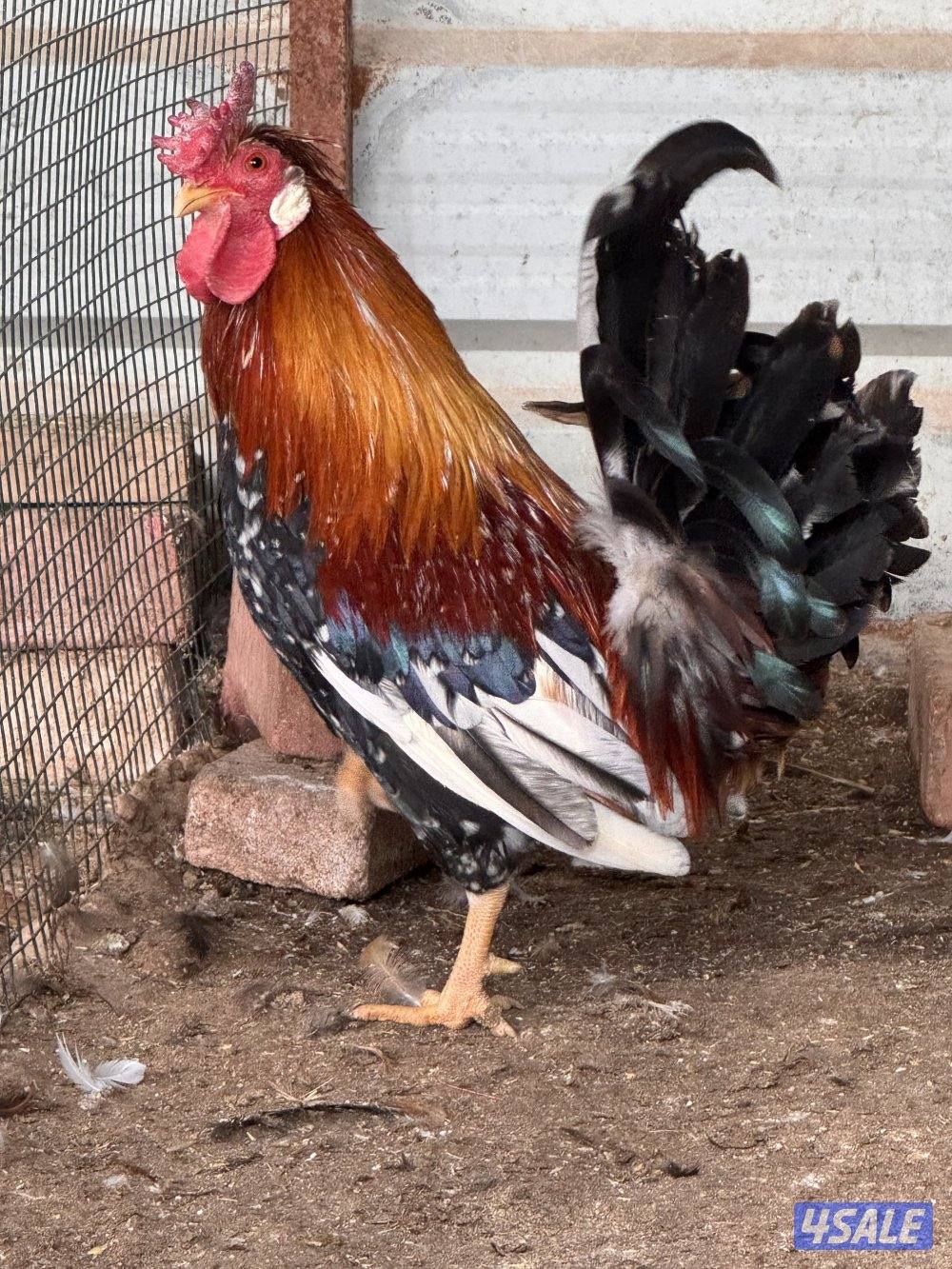 دجاج تراكيب احجام طيبه شبب3