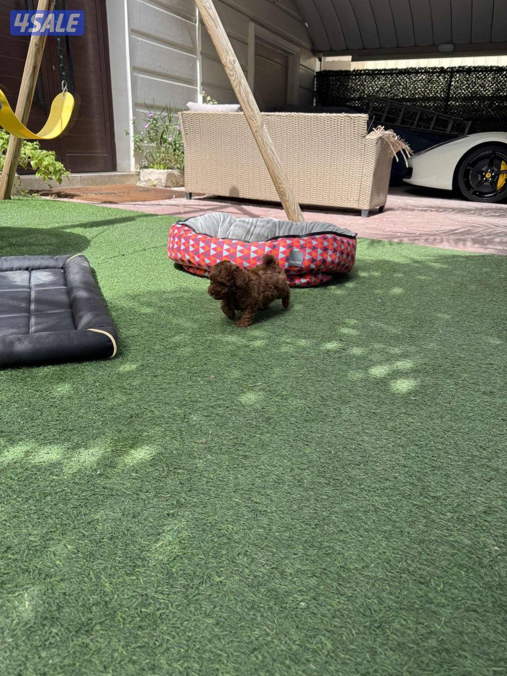 للبيع بودل العمر شهر0