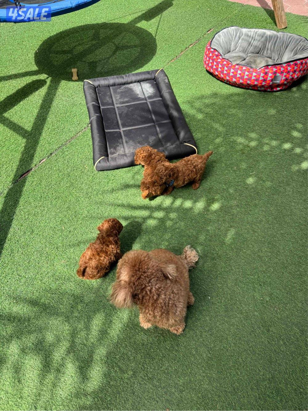 للبيع بودل العمر شهر1