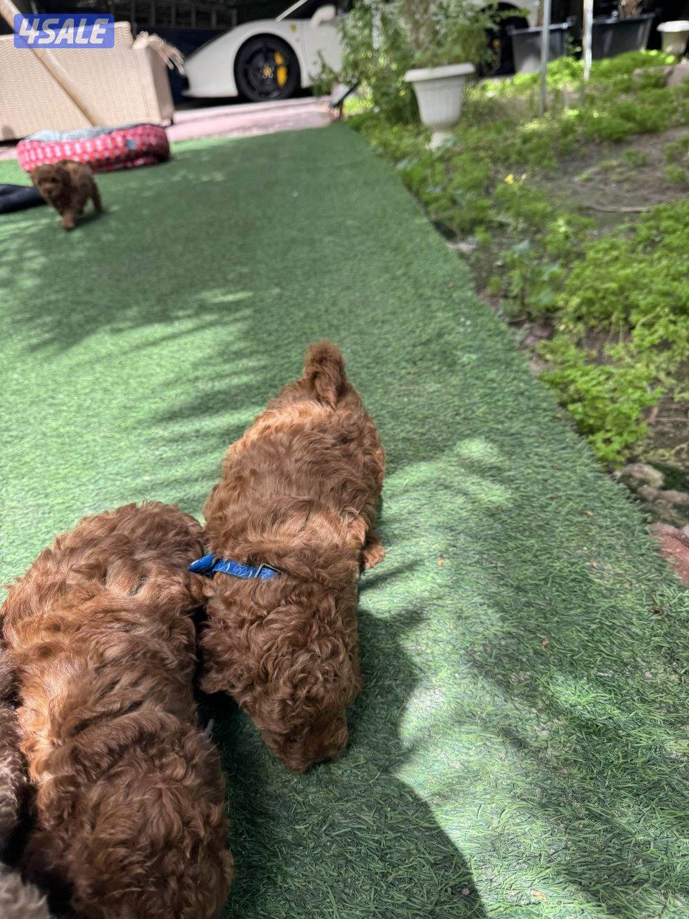 للبيع بودل العمر شهر2