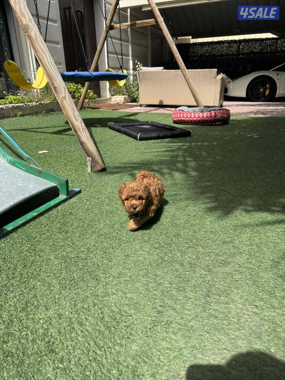 للبيع بودل العمر شهر3