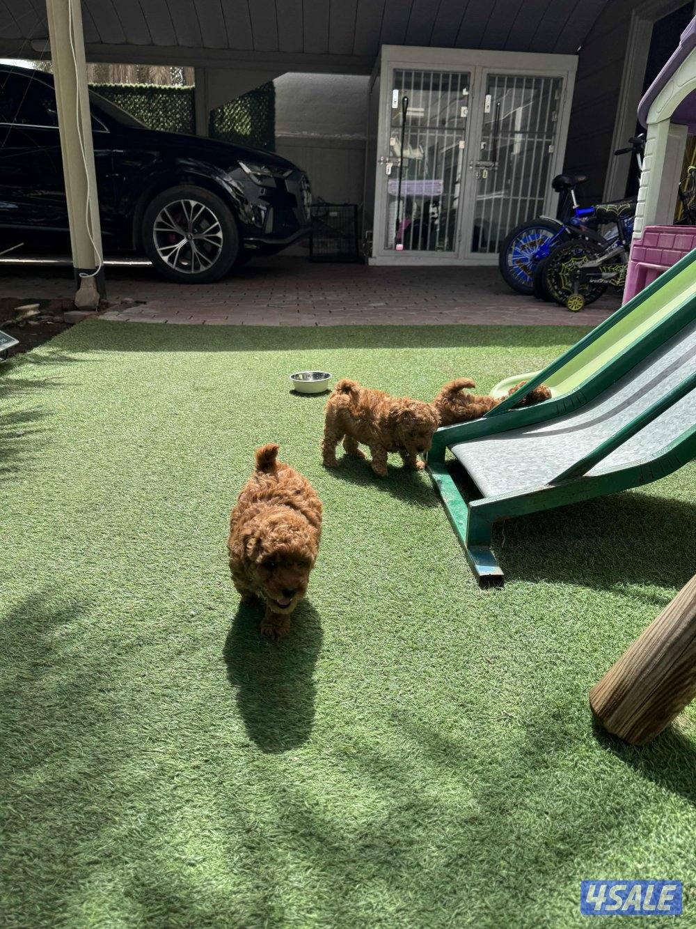 للبيع بودل العمر شهر4