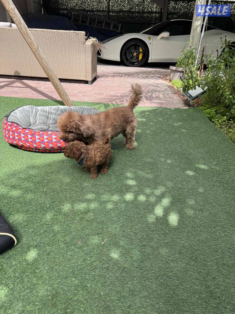 للبيع بودل العمر شهر5