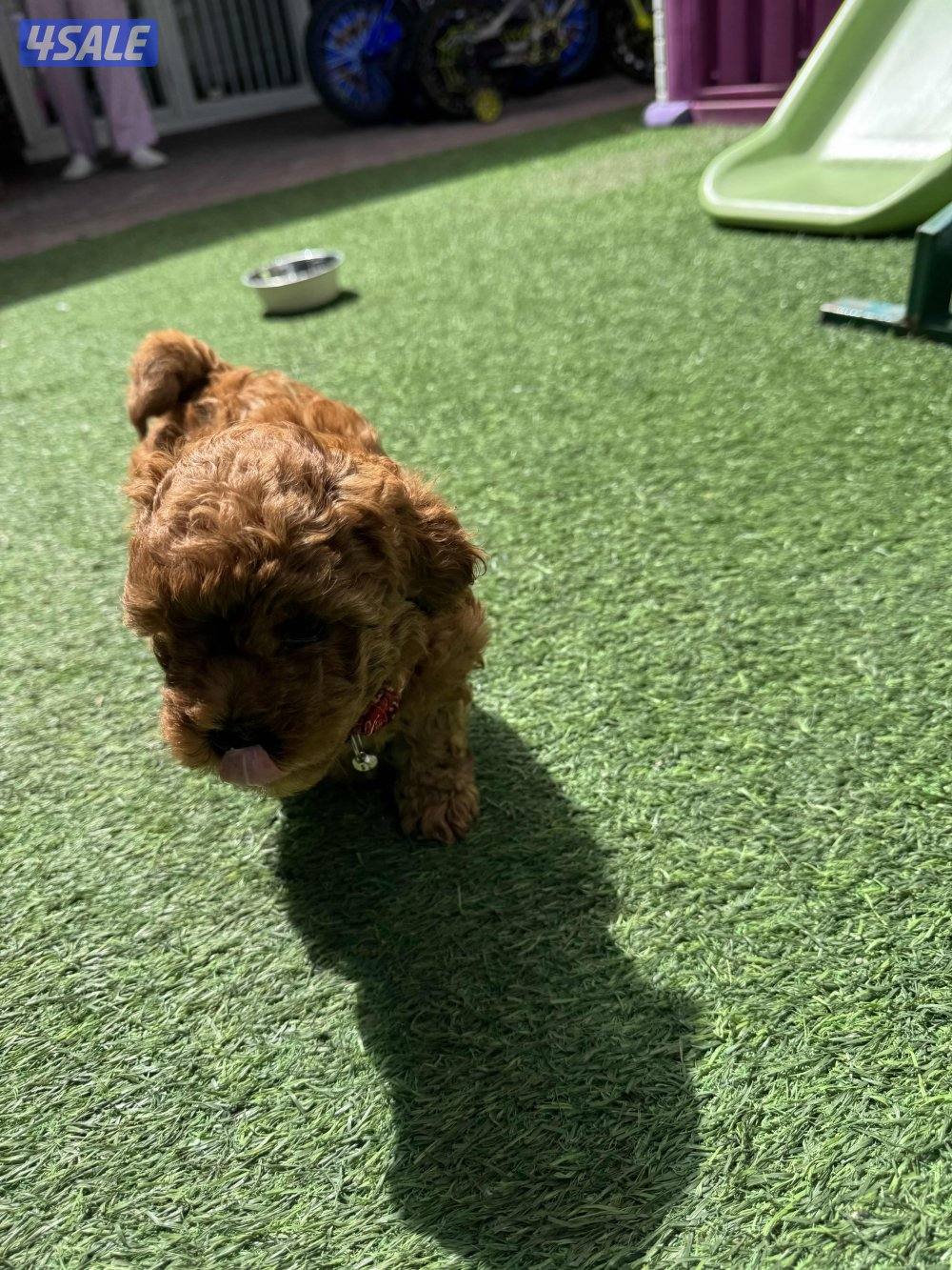 للبيع بودل العمر شهر7