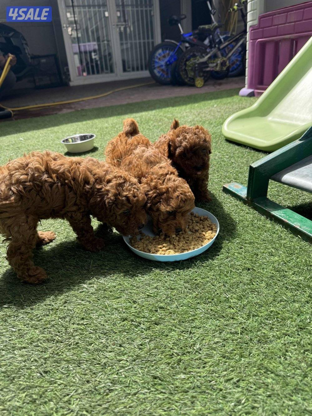 للبيع بودل العمر شهر8