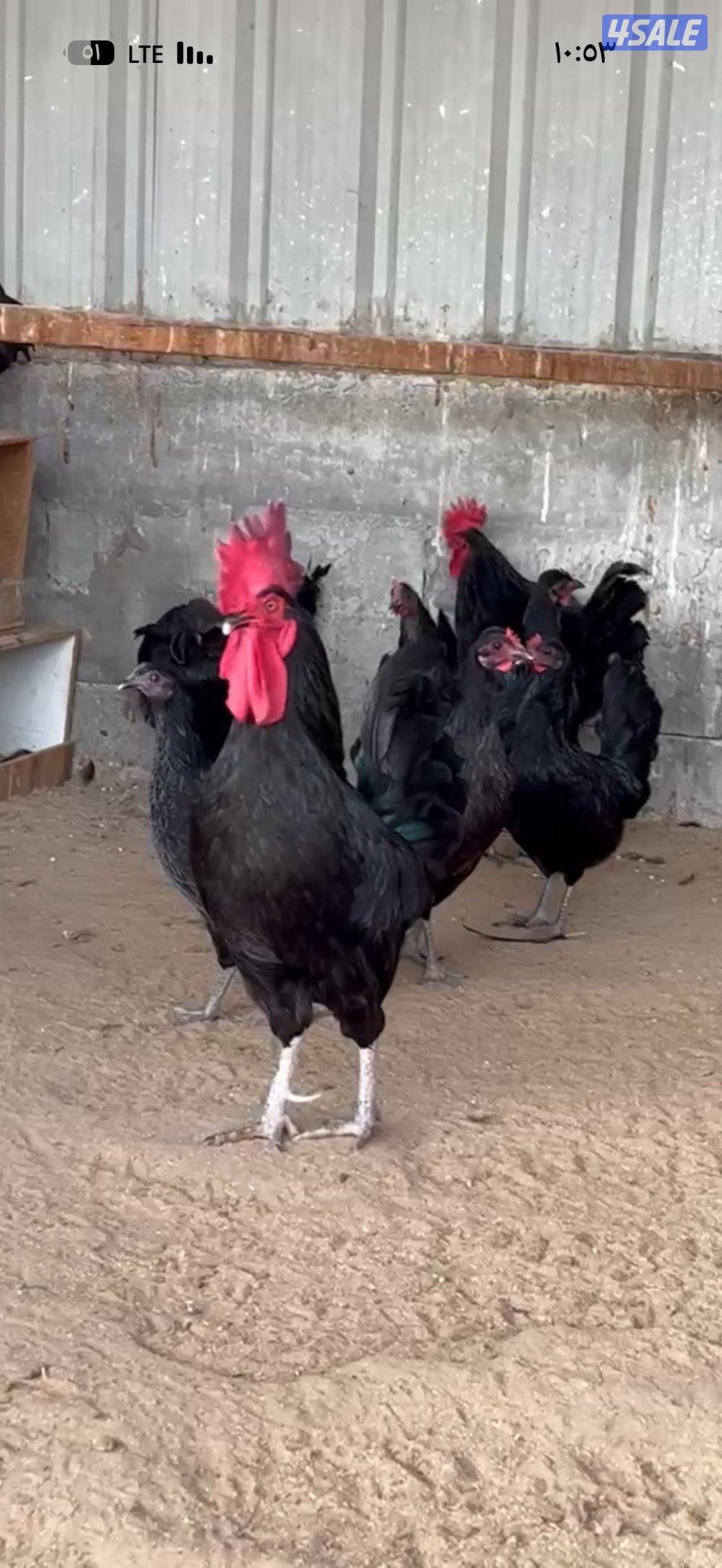 للبيع مجاميع دجاج عقارب الحجم سوبر جانبو2