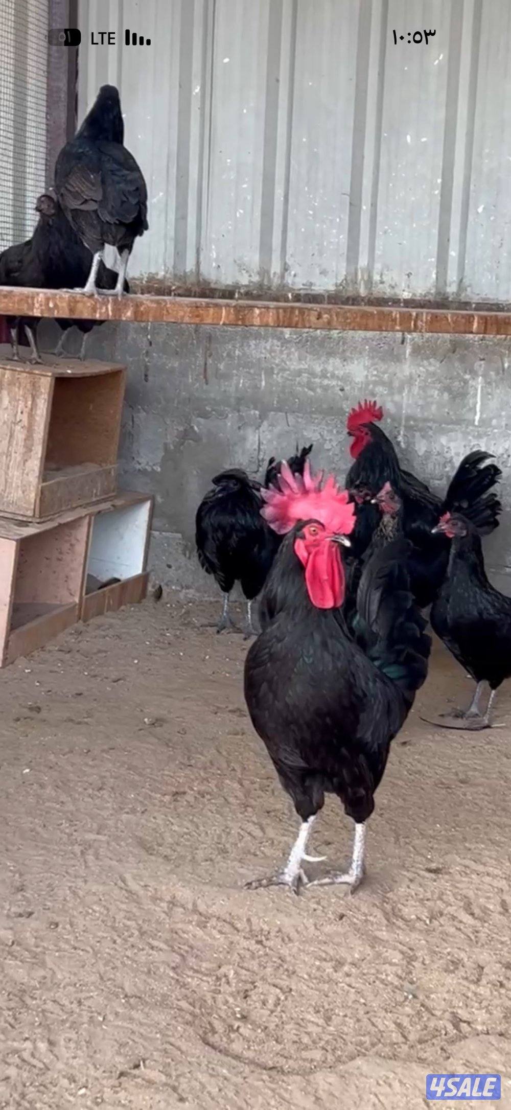 للبيع مجاميع دجاج عقارب الحجم سوبر جانبو1