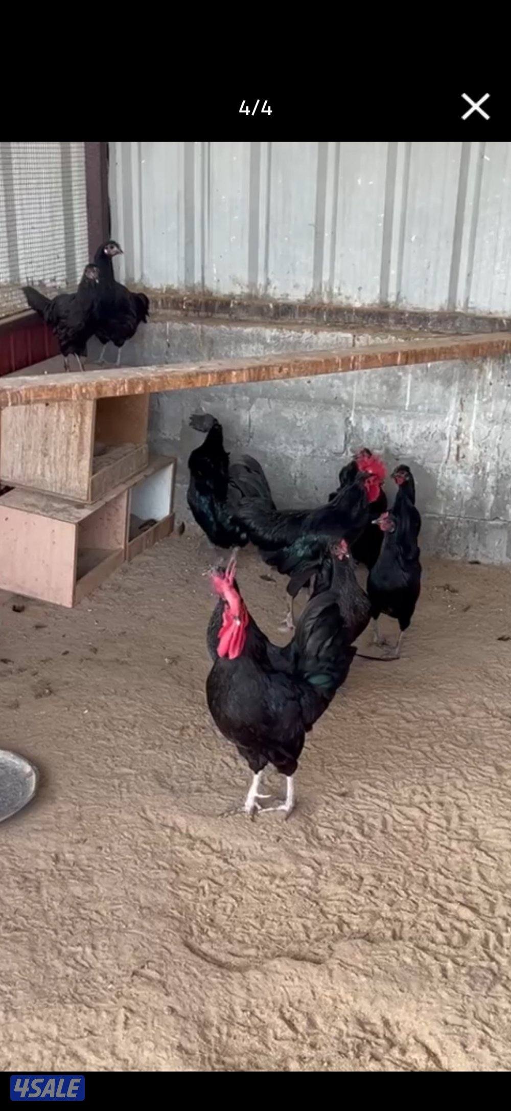 للبيع مجاميع دجاج عقارب الحجم سوبر جانبو3