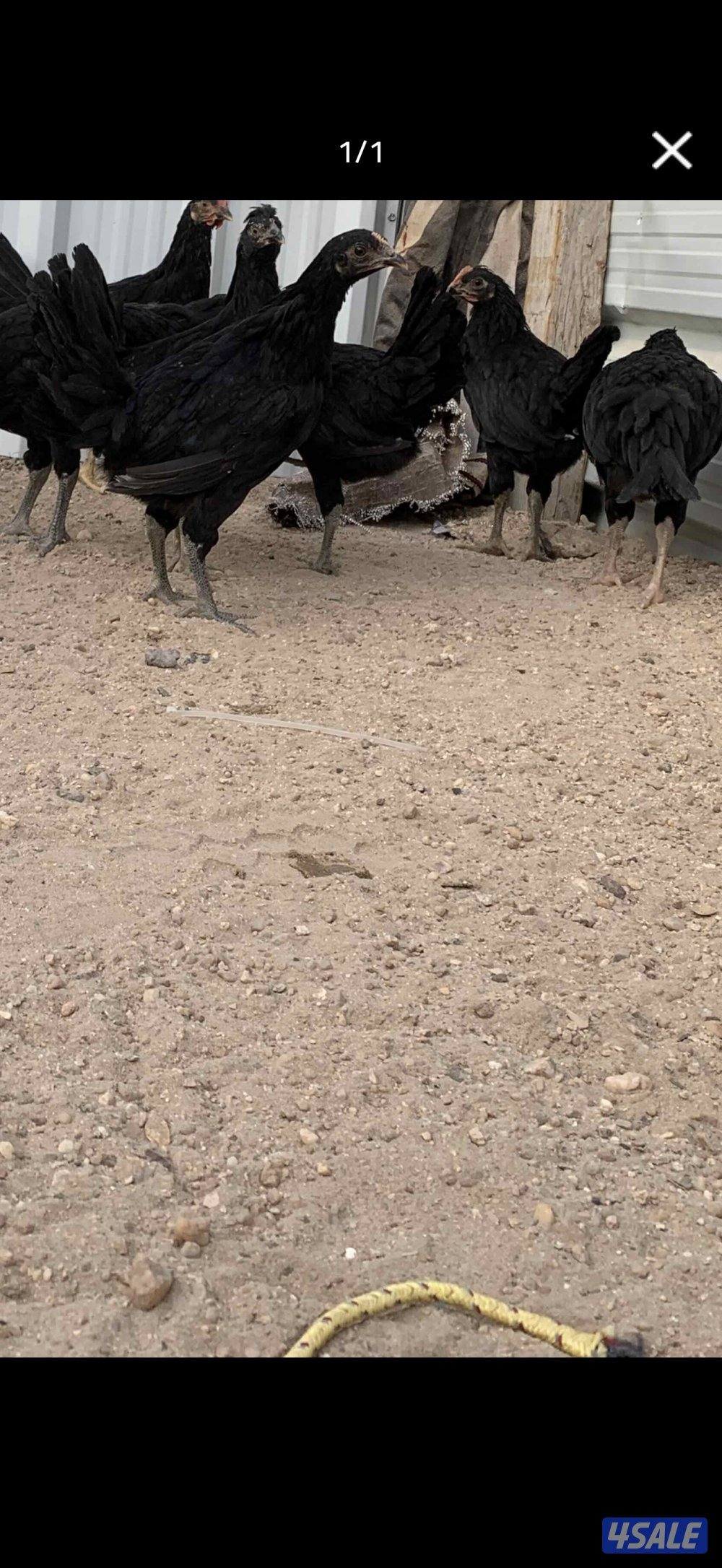 للبيع مجاميع دجاج عقارب الحجم سوبر جانبو4