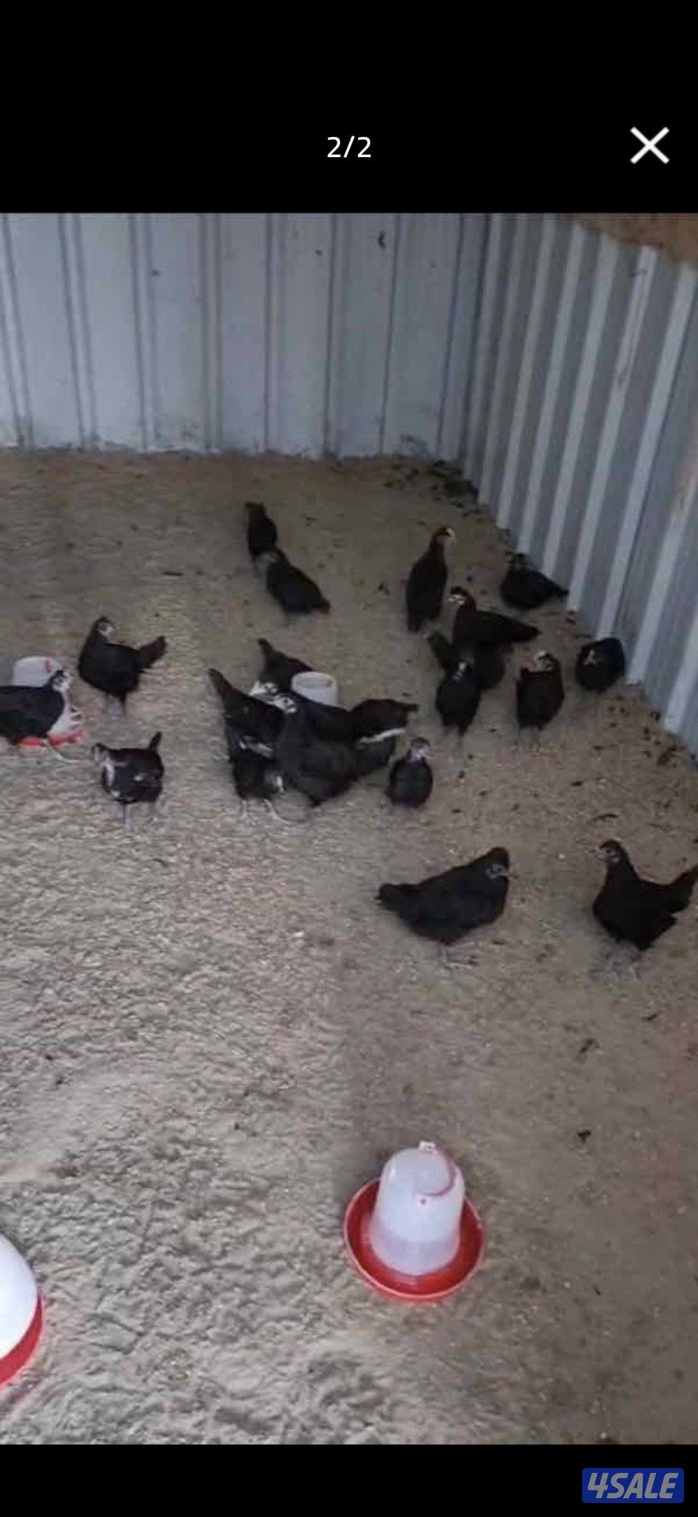 للبيع مجاميع دجاج عقارب الحجم سوبر جانبو5