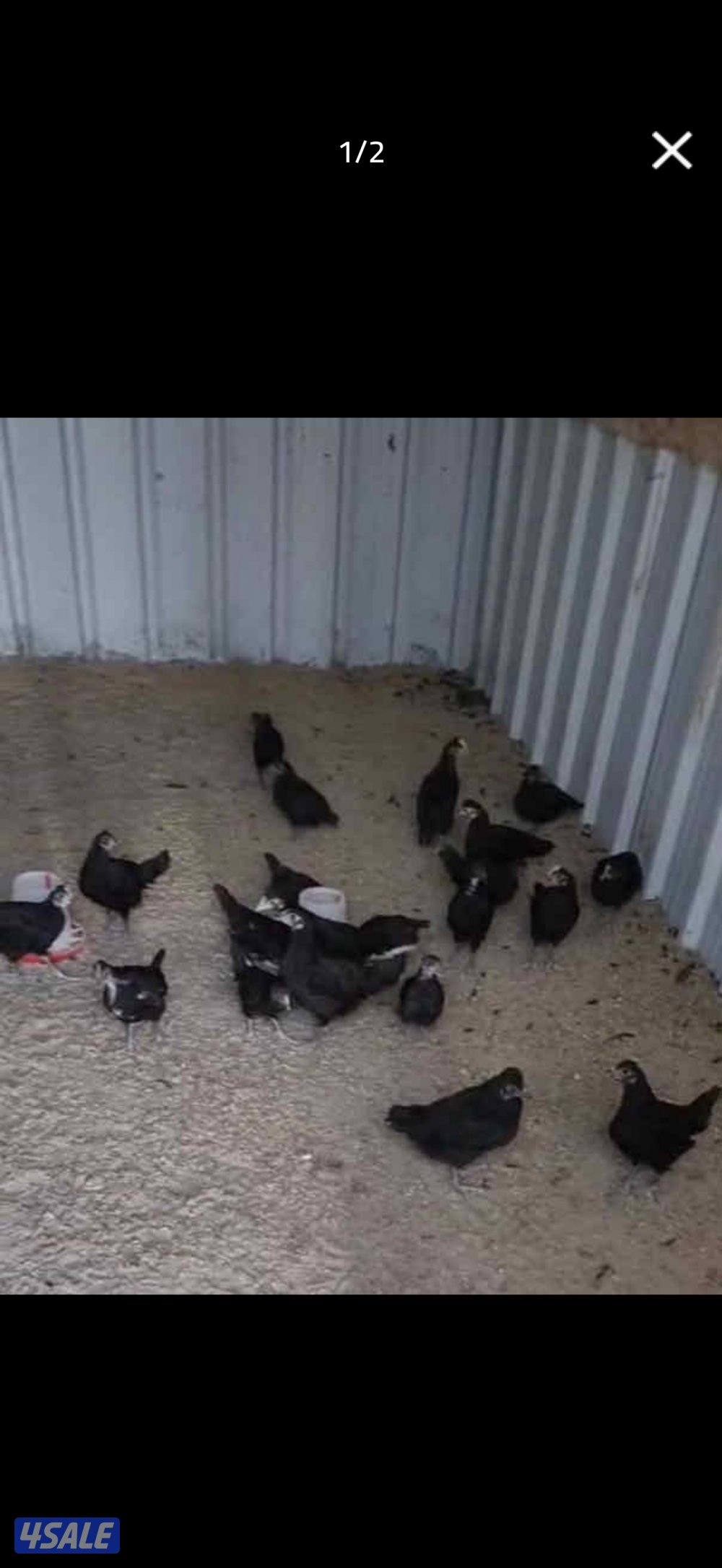 للبيع مجاميع دجاج عقارب الحجم سوبر جانبو6