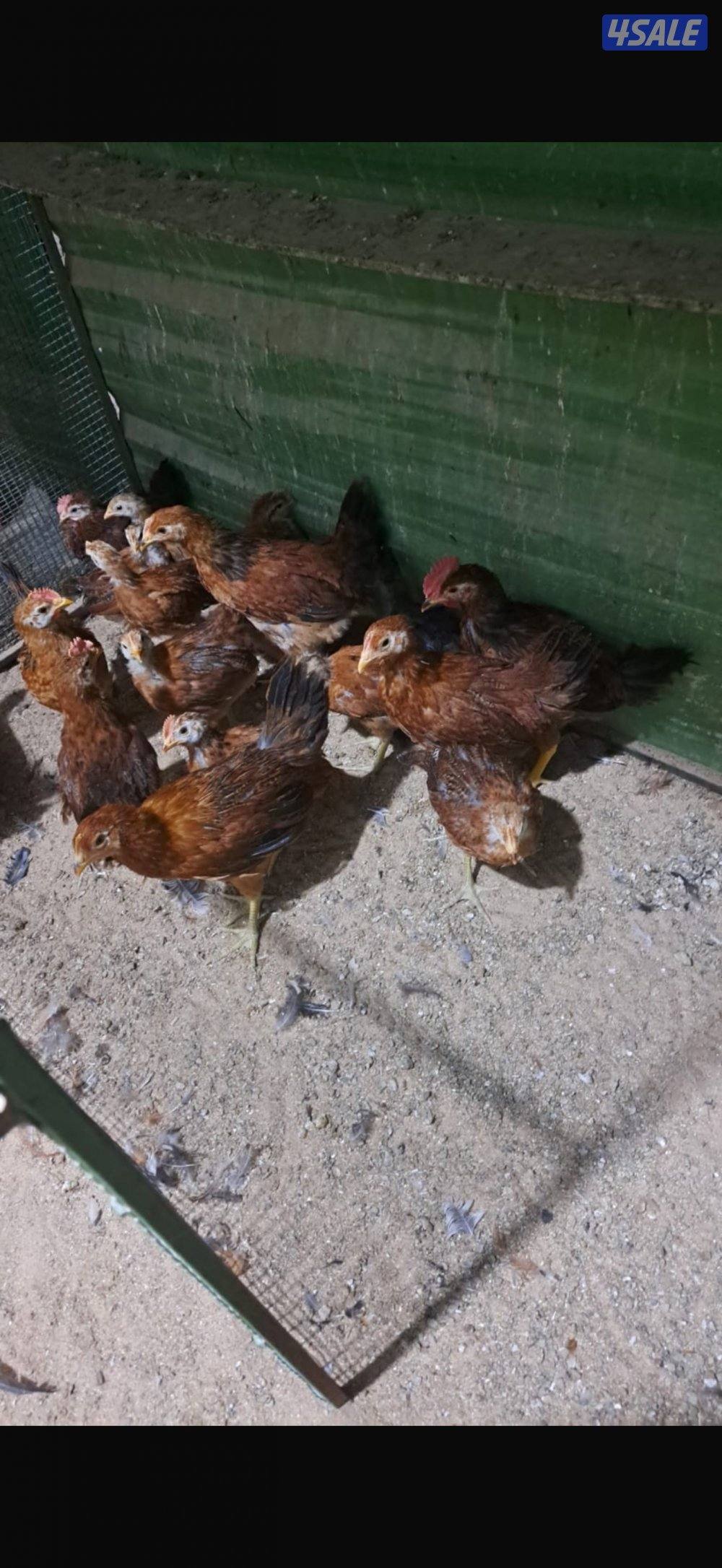 للبيع مجاميع دجاج عقارب الحجم سوبر جانبو7