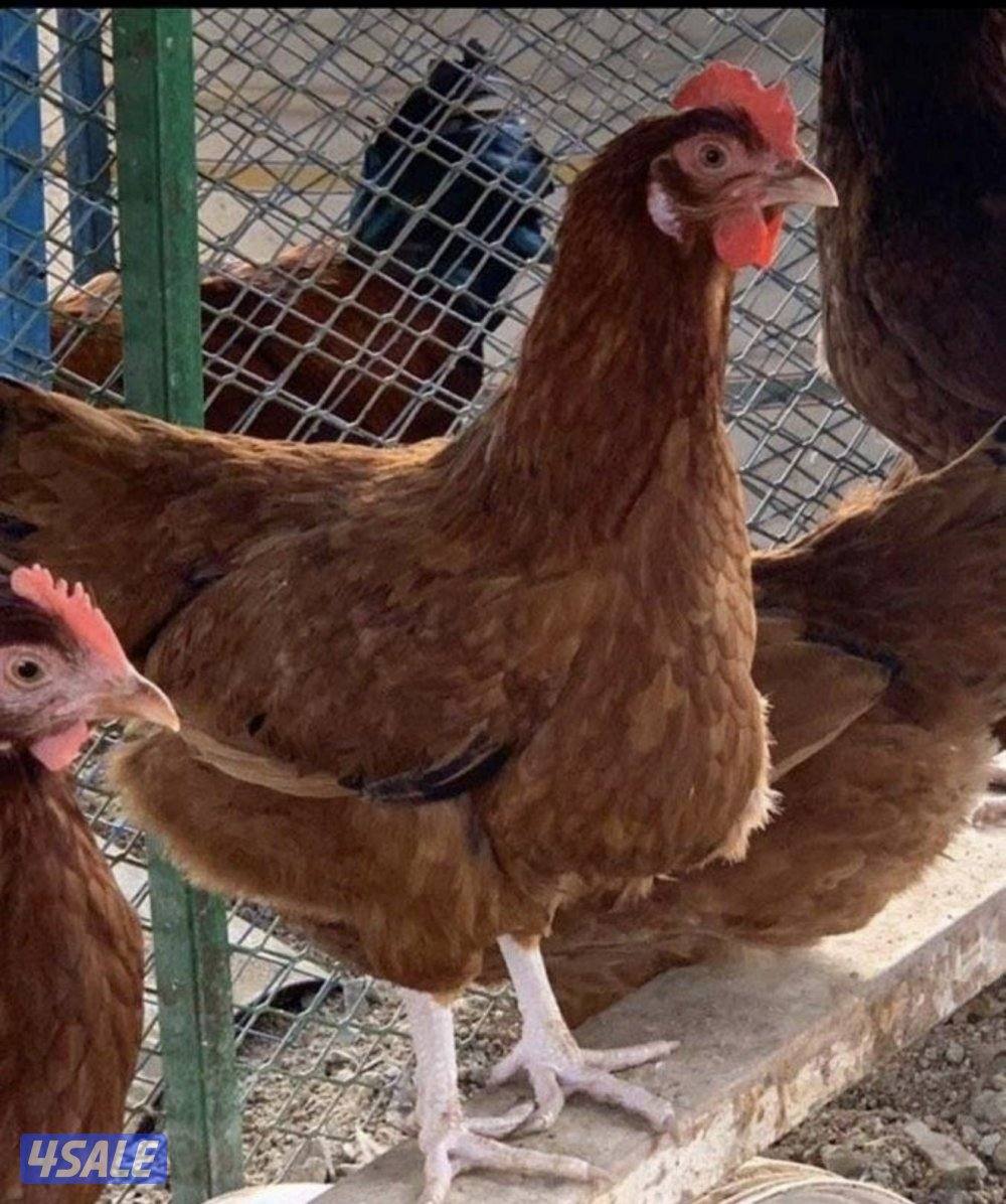 للبيع مجاميع دجاج عقارب الحجم سوبر جانبو8