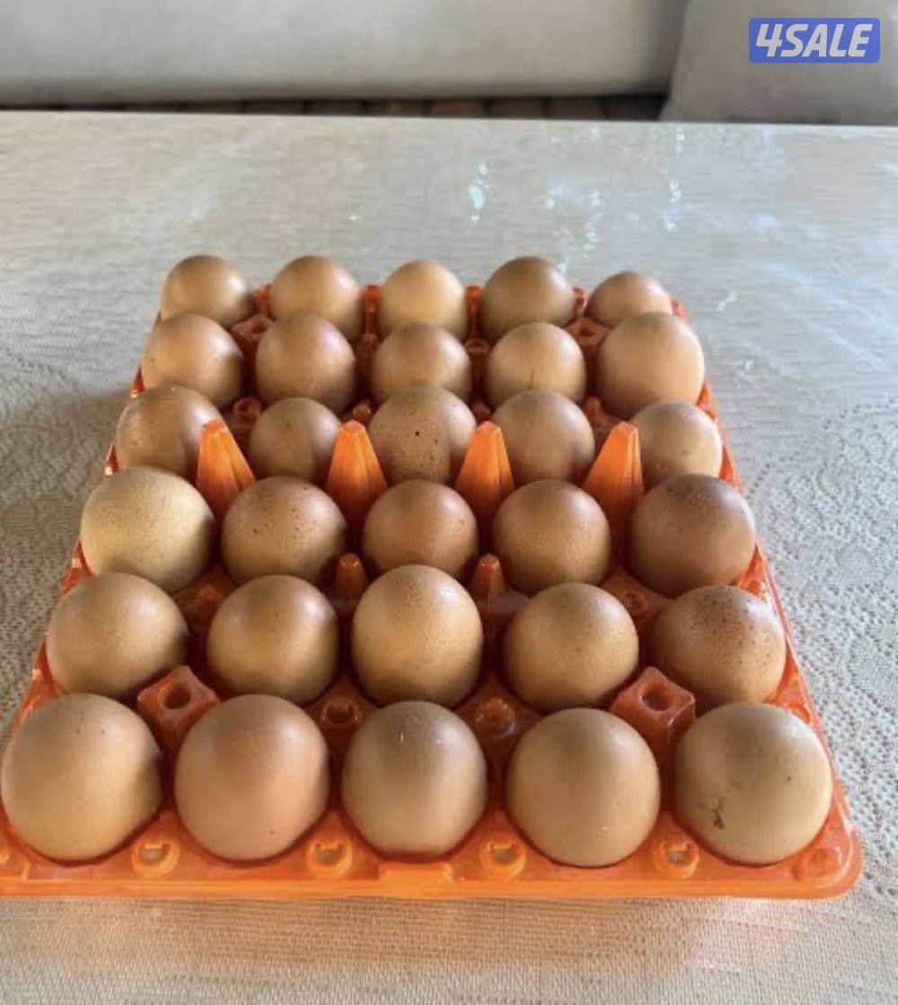 للبيع مجاميع دجاج عقارب الحجم سوبر جانبو9