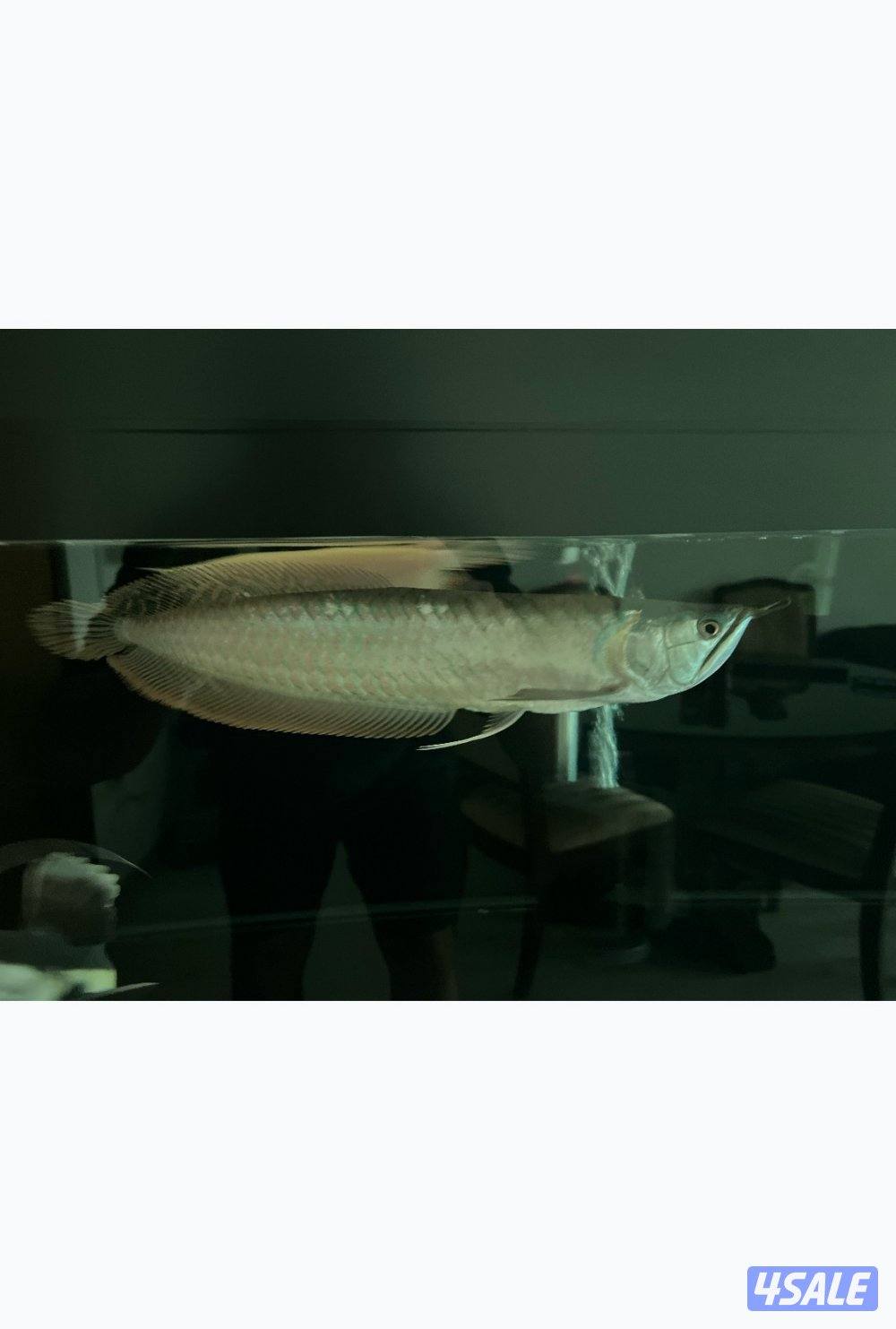 Arowana (Silver and Albino) and red tail catfish0