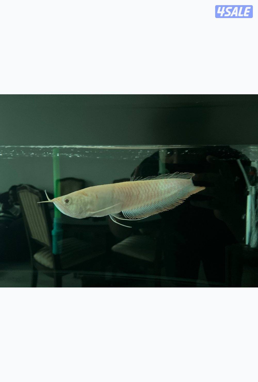 Arowana (Silver and Albino) and red tail catfish1