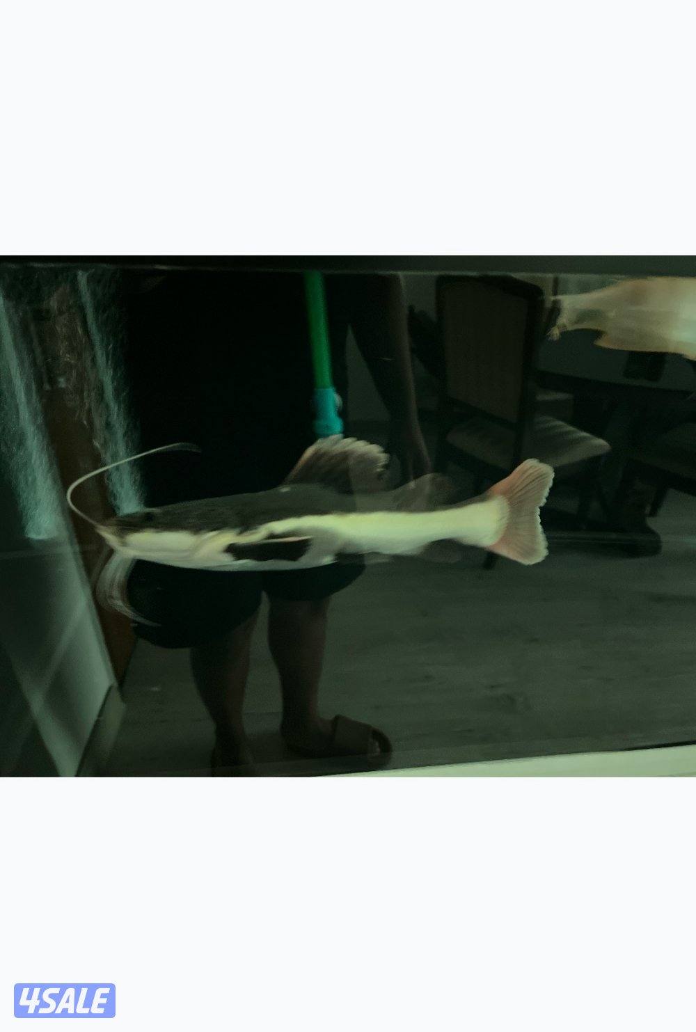 Arowana (Silver and Albino) and red tail catfish2