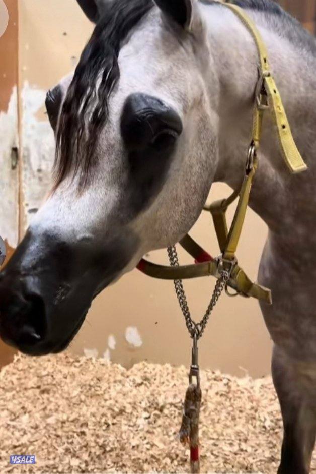 عساف خيل وحلاقة عادية وحلاقة مهرجانات بأسعار مناسبة0