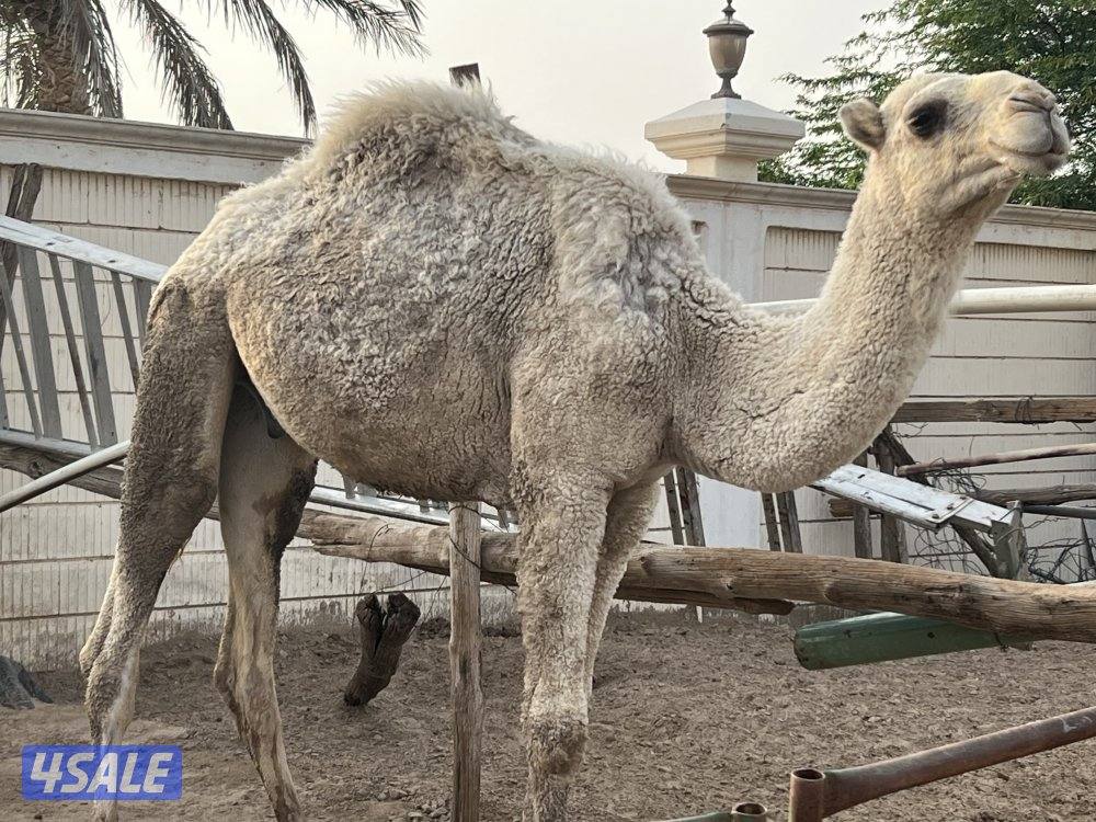 جواخير كبد واصل سوم ٣٧٠0