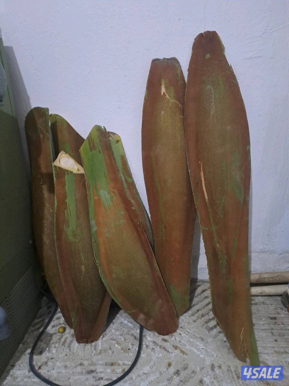 تلقيح وتنظيف وتكريب وزراعة النخيل بأيدي اهوازيين0