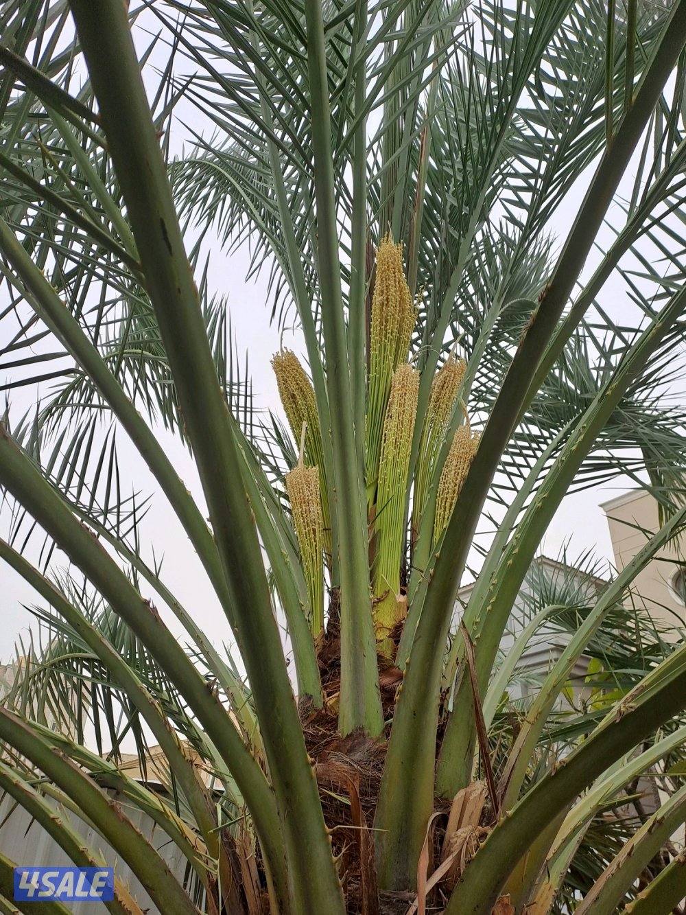 تلقيح وتنظيف وتكريب وزراعة النخيل بأيدي اهوازيين1