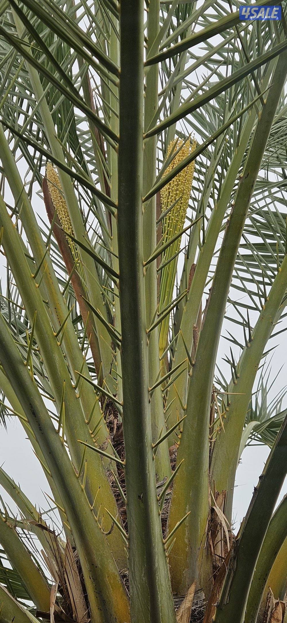 تلقيح وتنظيف وتكريب وزراعة النخيل بأيدي اهوازيين2