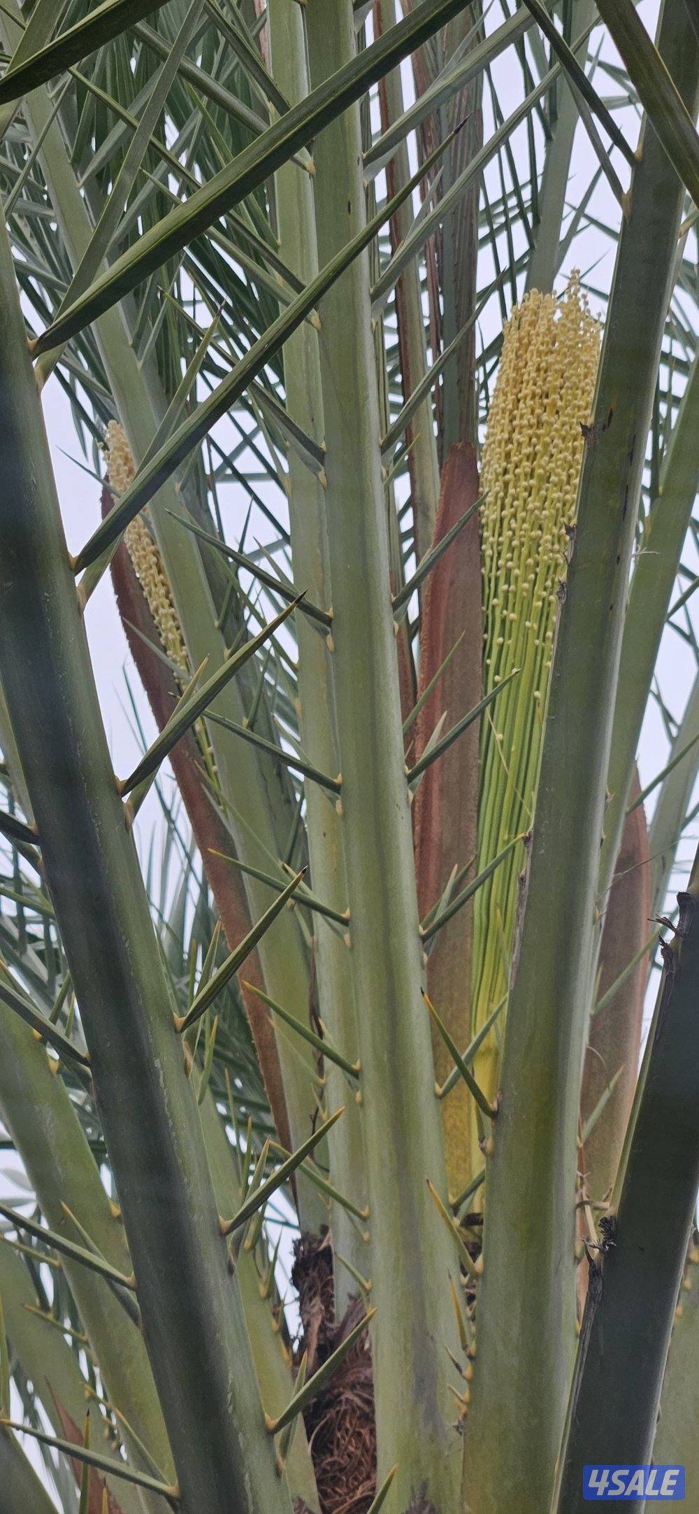 تلقيح وتنظيف وتكريب وزراعة النخيل بأيدي اهوازيين3